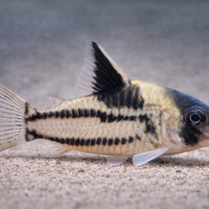 Corydoras cw127 (4cm)