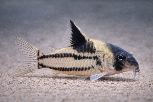 Corydoras cw127 (4cm)
