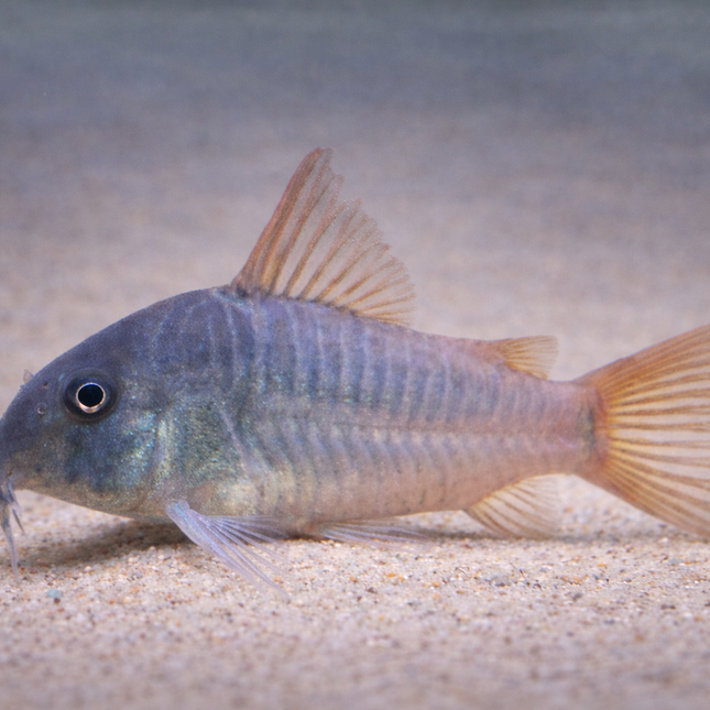 Corydoras Concolor (3cm)