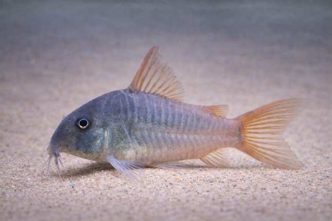 Corydoras Concolor (3cm)
