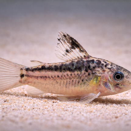 Corydoras Elegans (3cm)