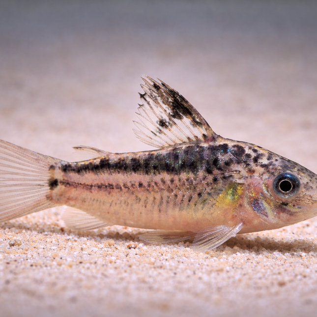Corydoras Elegans (3cm)