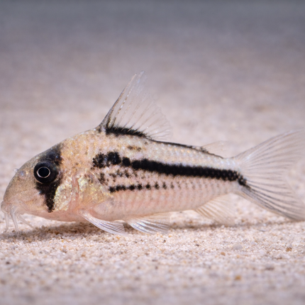 Corydoras Axelrodi (3cm)