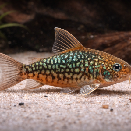Corydoras Pantalanensis (4cm)