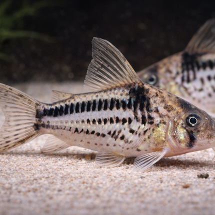 Corydoras Loxozonus (3cm)