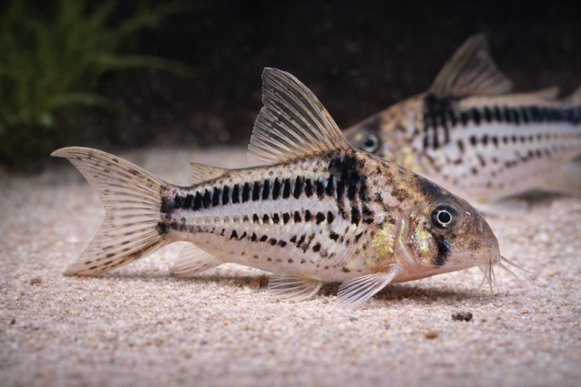 Corydoras Loxozonus (3cm)