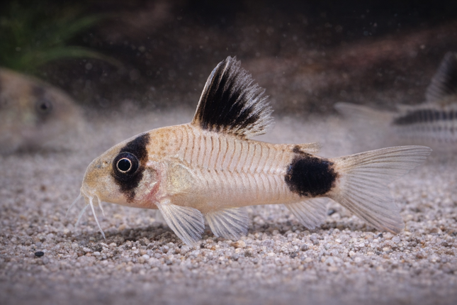 Corydoras Panda (2.5cm)