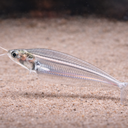 Thai Glass Catfish (4cm)