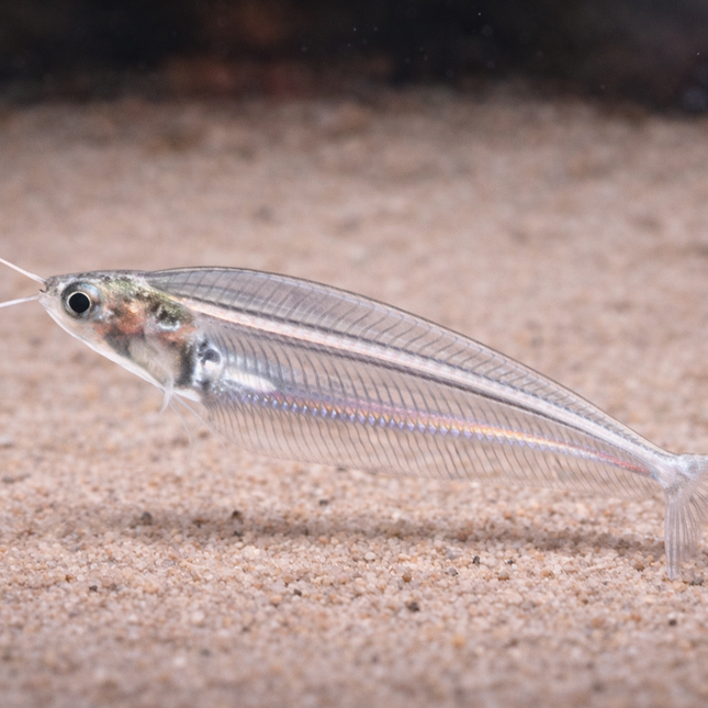 Thai Glass Catfish (4cm)