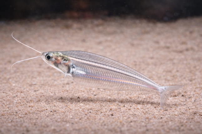 Thai Glass Catfish (4cm)