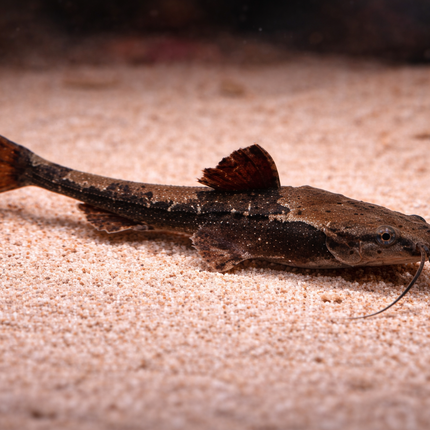 Banjo Catfish (6-7cm)