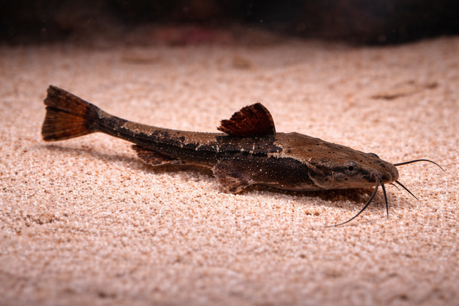 Banjo Catfish (6-7cm)