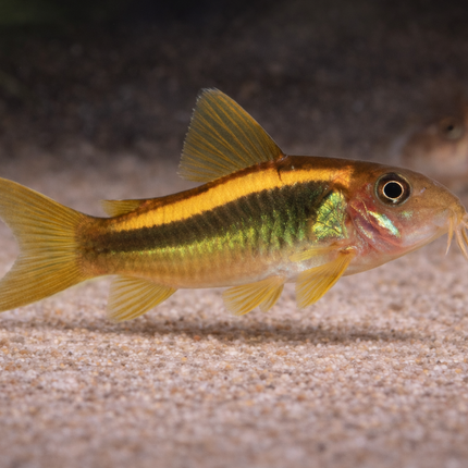 CW010 Corydoras Gold Laser (2.5-3cm)
