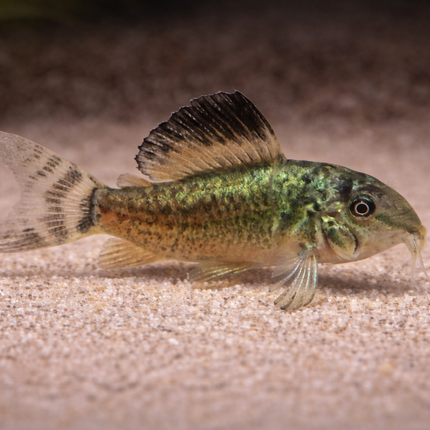Corydoras Emerald Green (2.5-3cm)