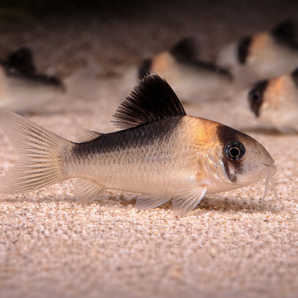 Corydoras Duplicareus (2.5-3cm)