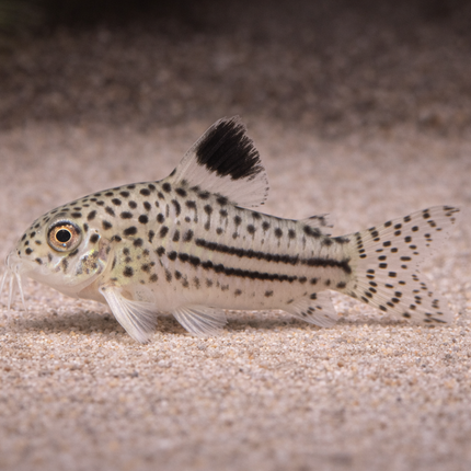 Corydoras Julii (2.5cm)