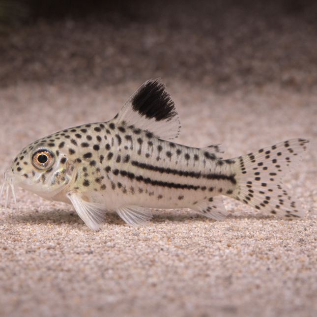 Corydoras Julii (2.5cm)