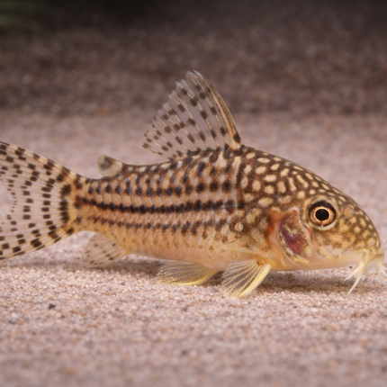 Corydoras Sterbai (3-3.5cm)