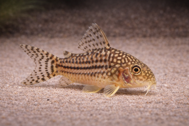 Corydoras Sterbai (3-3.5cm)