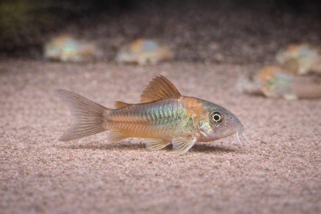 Corydoras Orange Venezuela (2.5cm)