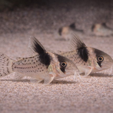 Corydoras Woltroi (3-4cm)