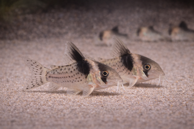 Corydoras Woltroi (3-4cm)
