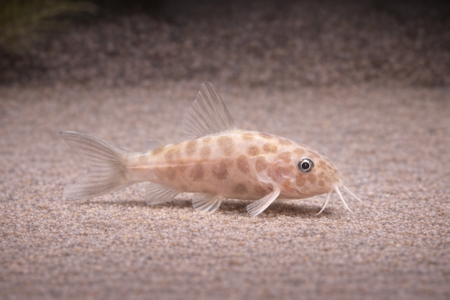 Synodontis Petricola Pink (2.5cm)