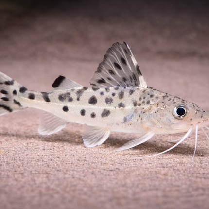 Pictus Catfish (5-6cm)