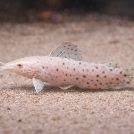 Albino Hoplo Catfish (5cm)