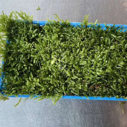 Live Christmas Moss Aquarium Plant on Plate – Easy Aquascaping