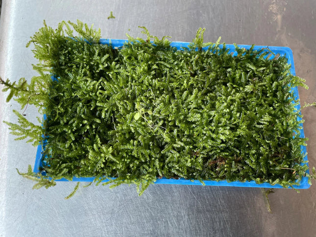 Live Christmas Moss Aquarium Plant on Plate – Easy Aquascaping
