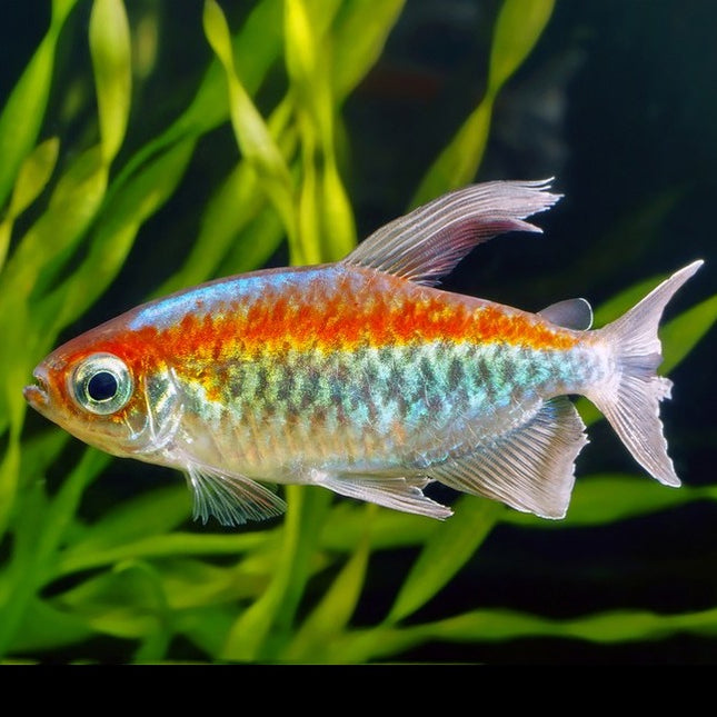 Congo Tetra XL 4-5cm