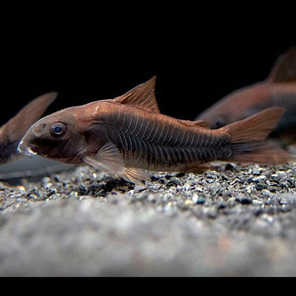 Corydoras Venezuela Black 3-4cm