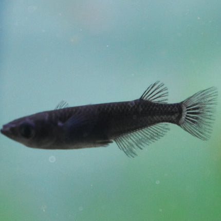 Black Ricefish 2cm