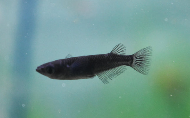 Black Ricefish 2cm