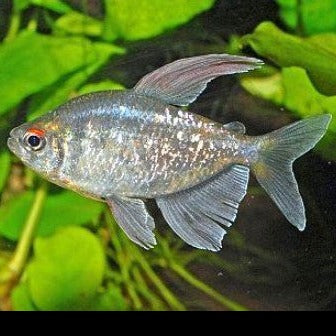 Diamond tetra 2.5cm