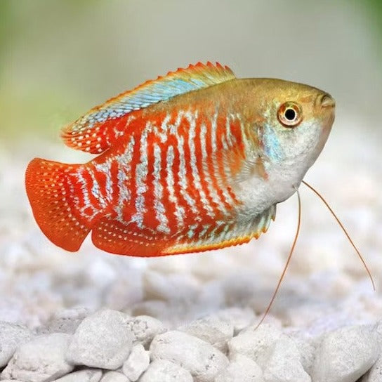 Dwarf Gourami 3cm
