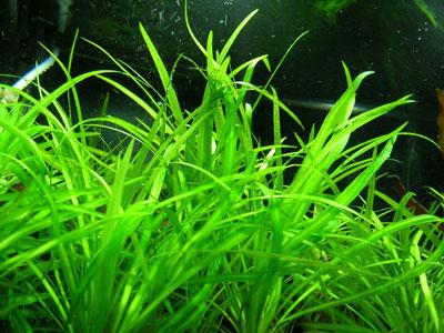 Echinodorus Tenellus Aquatic Carpet Grass - Fast Growing Foreground Aquarium Plant