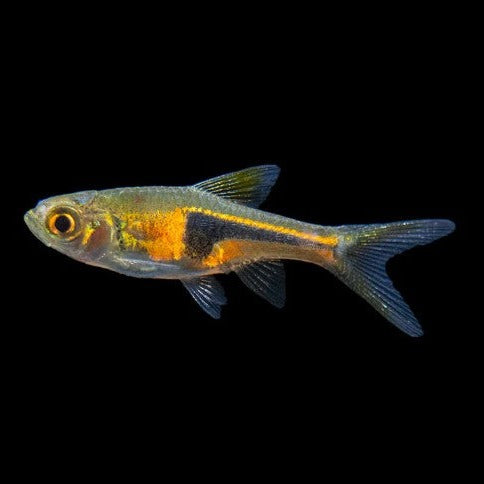Espei Rasbora 2cm