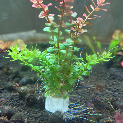 Vibrant Rotala Red & Green Mixed Aquatic Plants, Easy Care Aquarium Decor