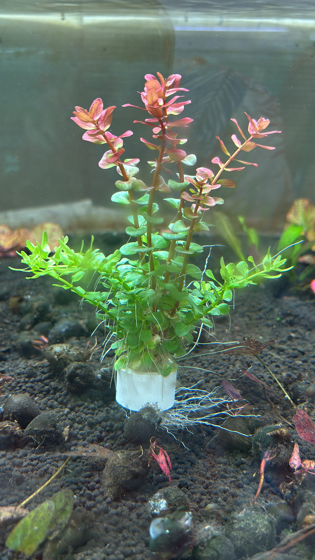 Vibrant Rotala Red & Green Mixed Aquatic Plants, Easy Care Aquarium Decor