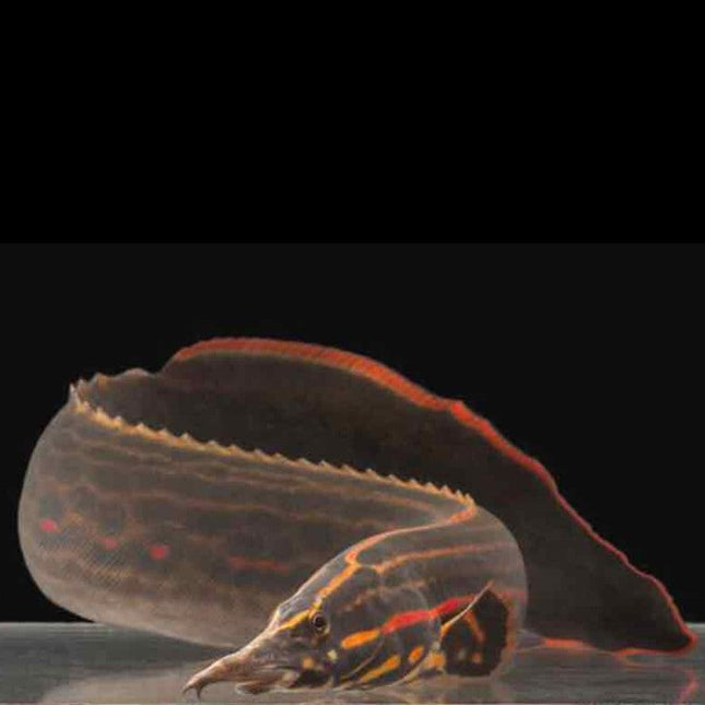Fire Eel 40-50cm