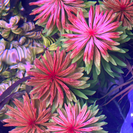 Vibrant Ludwigia Meta Stem Aquatic Plant for Stunning Aquarium Aquascapes