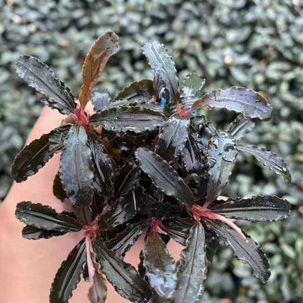 Vibrant Bucephalandra Red Dragon Fly Aquatic Plant for Aquarium Aquascaping