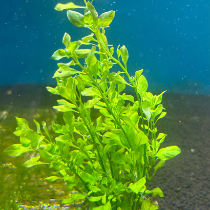 Vibrant Ludwigia Palustris Green Aquarium Plant - Easy Care, Midground, Non-CO2