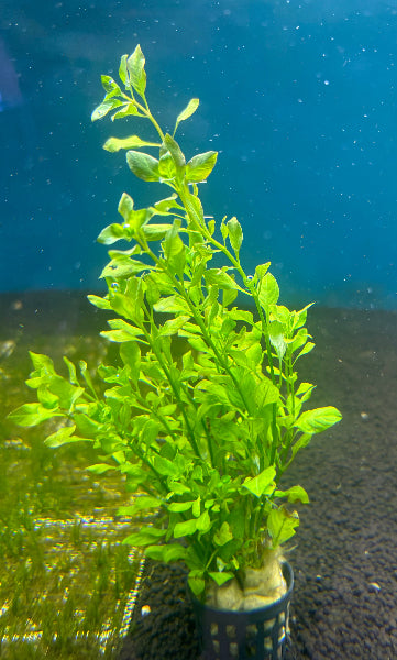 Vibrant Ludwigia Palustris Green Aquarium Plant - Easy Care, Midground, Non-CO2