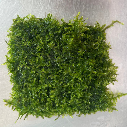 Vibrant Aquarium Christmas Moss Mesh: Easy Live Plant for Stunning Aquascapes