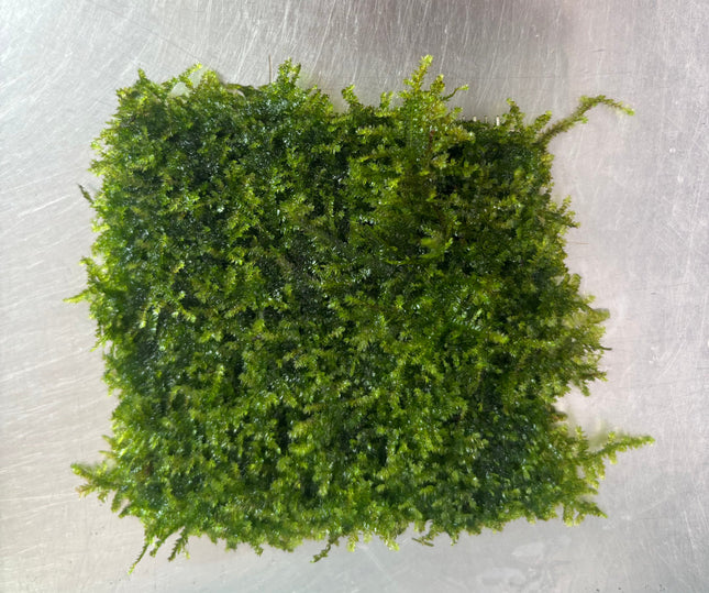 Vibrant Aquarium Christmas Moss Mesh: Easy Live Plant for Stunning Aquascapes