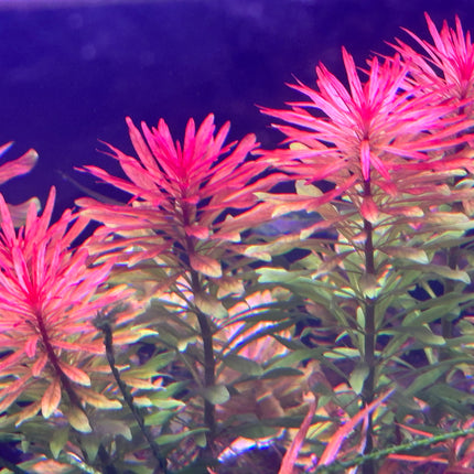 Vibrant Ludwigia Meta Stem Aquatic Plant for Stunning Aquarium Aquascapes