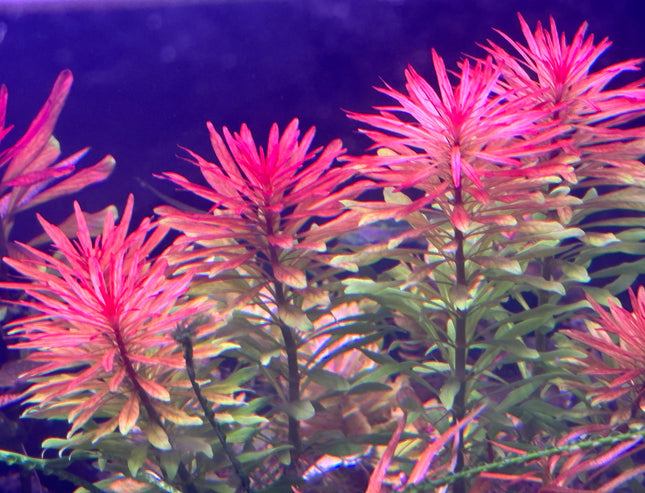 Vibrant Ludwigia Meta Stem Aquatic Plant for Stunning Aquarium Aquascapes